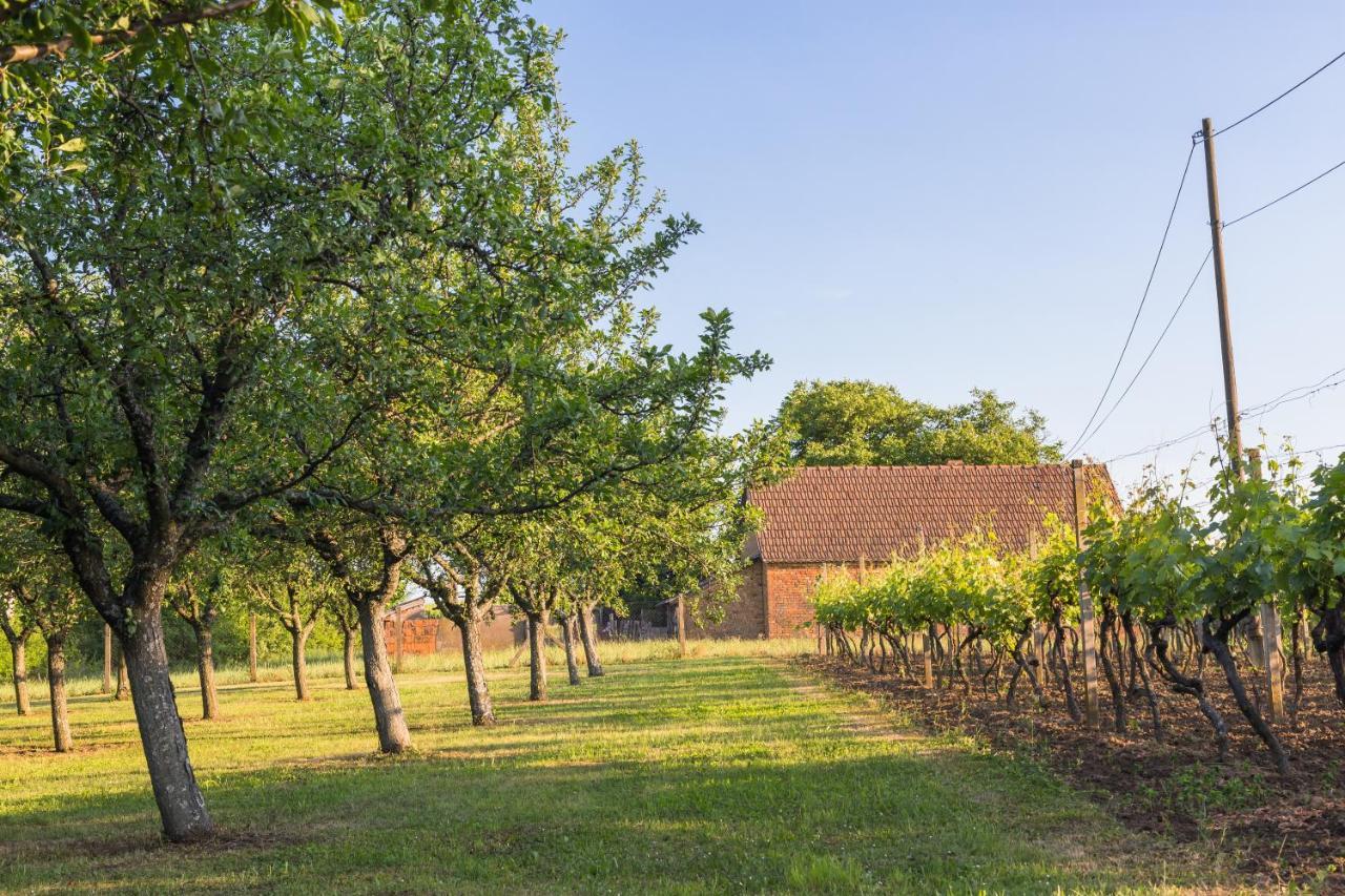 Village Wine House Mandicevac Esterno foto