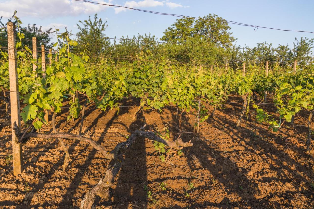Village Wine House Mandicevac Esterno foto