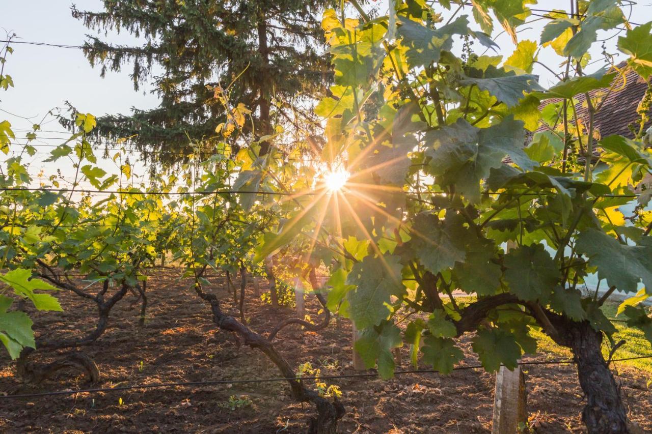 Village Wine House Mandicevac Esterno foto